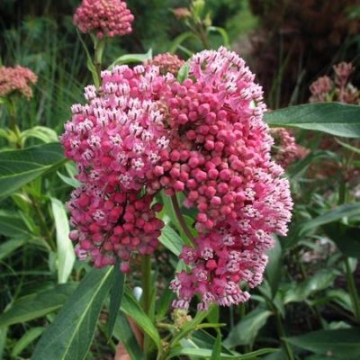 ASCLEPIAS ( Butterfly Weed)