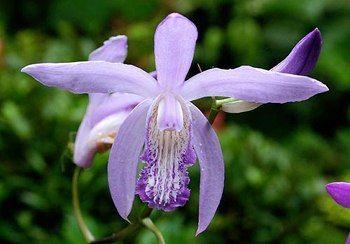 BLETILLA (Hardy Orchid)